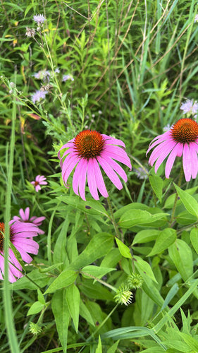 Finta coneflower — Bild 1
