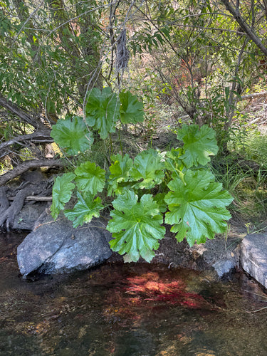 foglia di scudo — foto 5 di 9