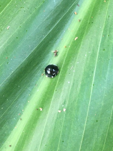 Coccinella in scala — Bild 1