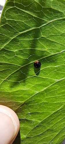 Coccinella in scala — Bild 4