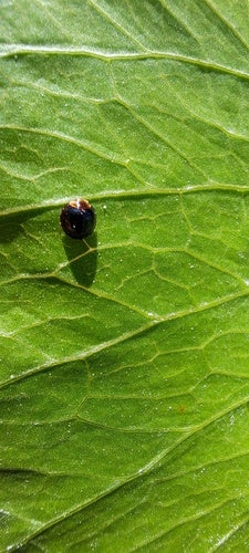 Coccinella in scala — Bild 5
