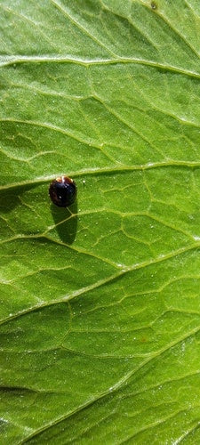Coccinella in scala — Bild 3