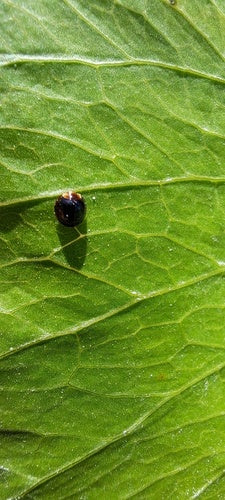 Coccinella in scala — Bild 2