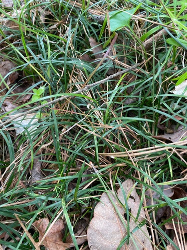 Barba di serpente — Bild 3