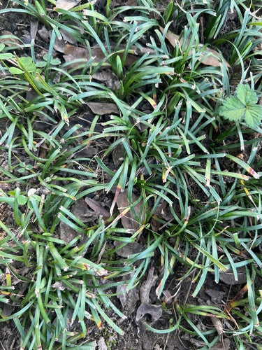 Barba di serpente — Bild 1