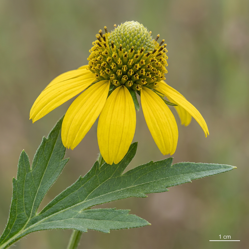 Echinacea dalle foglie fessurate