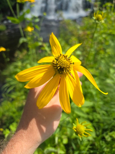 Echinacea dalle foglie fessurate — foto 1 di 8