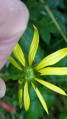 Echinacea dalle foglie fessurate — foto 4 di 8