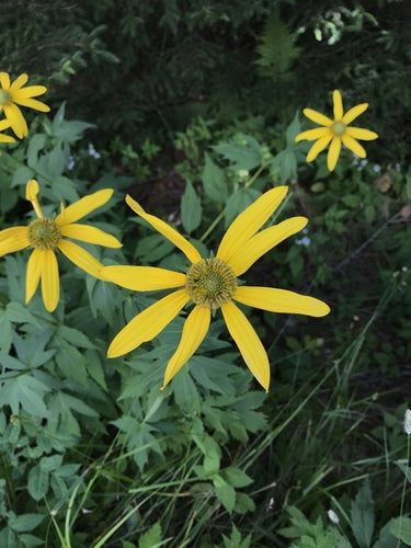 Echinacea dalle foglie fessurate — foto 3 di 8