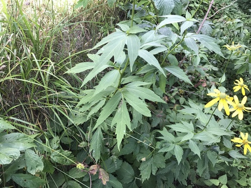 Echinacea dalle foglie fessurate — foto 2 di 8