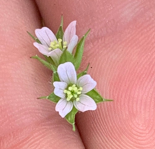Cranesbill dalle foglie a fessura — foto 4 di 9