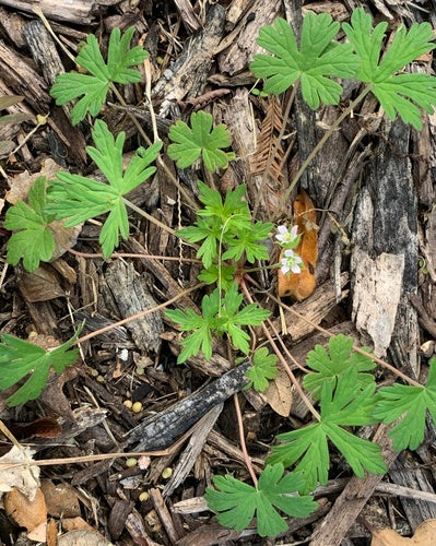 Cranesbill dalle foglie a fessura — foto 3 di 9