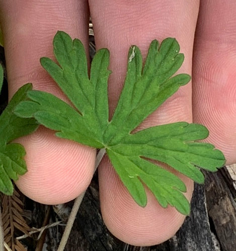 Cranesbill dalle foglie a fessura — foto 2 di 9