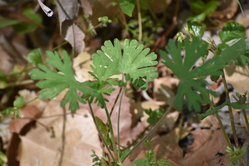 Cranesbill dalle foglie a fessura — foto 5 di 9