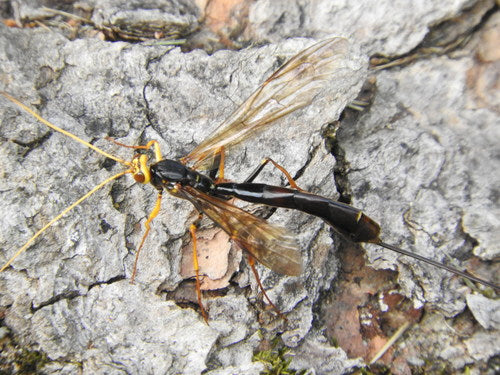 Schlupfwespen - Bild 3