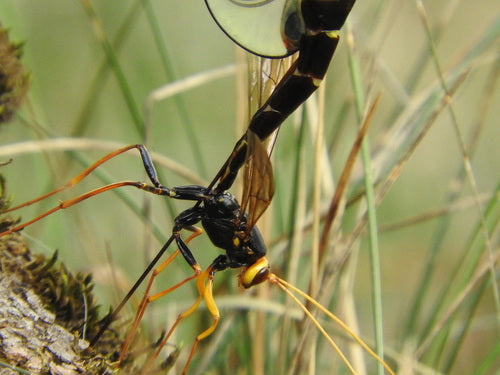 Schlupfwespen - Bild 6