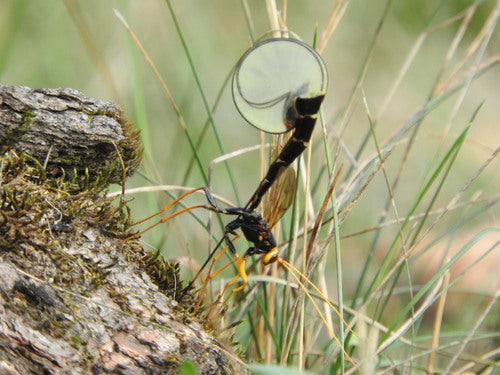 Schlupfwespen - Bild 7