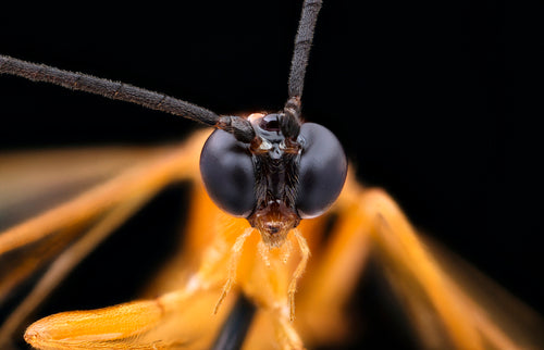 Schlupfwespen - Bild 2