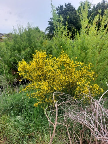 Farfalla Bluetler — Bild 2