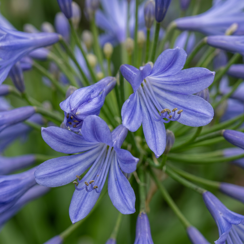 Giglio africano (Agapanthus), illustrazione IA