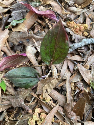 Schnake — Bild 4