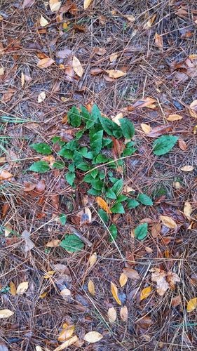 Schnake — Bild 2