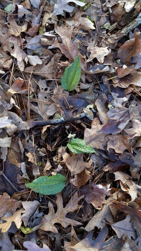 Schnake — Bild 3