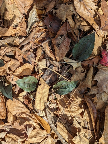 Schnake — Bild 5