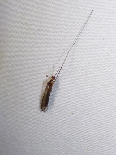 la gru vola — Bild 4