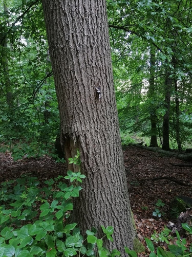 lumache — Bild 2
