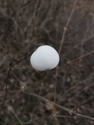 Baccaneve — Bild 2