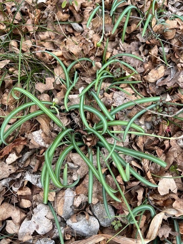 Bucaneve — Bild 4
