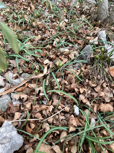 Bucaneve — Bild 3