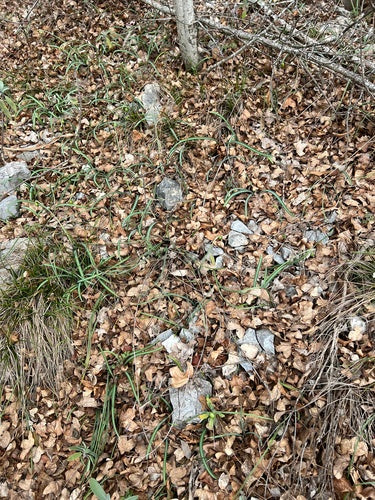 Bucaneve — Bild 2