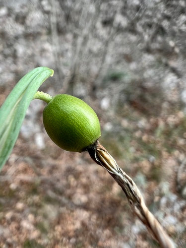 Bucaneve — Bild 1