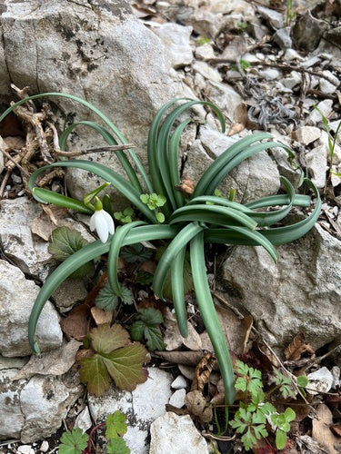 Bucaneve — Bild 5