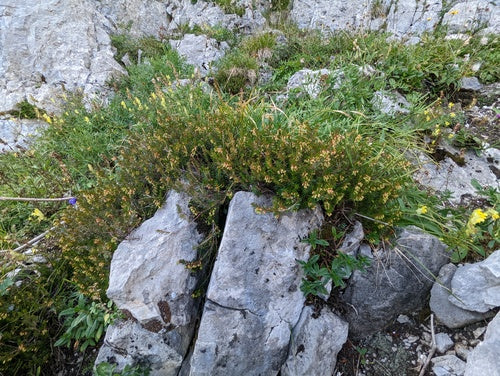 Brughiera di neve — Bild 5