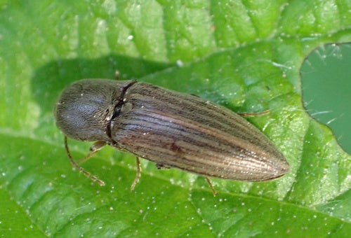 Fare clic su coleotteri (genere Agriotes) — foto 4 di 11