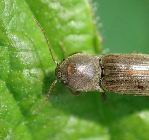 Fare clic su coleotteri (genere Agriotes) — foto 5 di 11