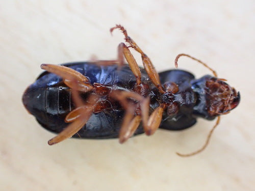 Coleotteri che corrono veloci — Bild 5