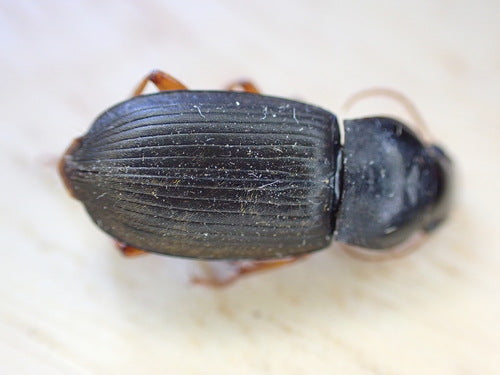 Coleotteri che corrono veloci — Bild 4