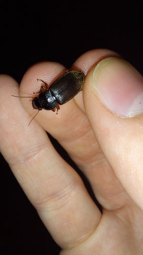 Coleotteri che corrono veloci — Bild 3