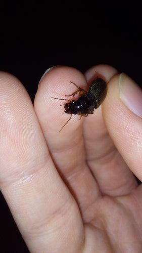 Coleotteri che corrono veloci — Bild 2