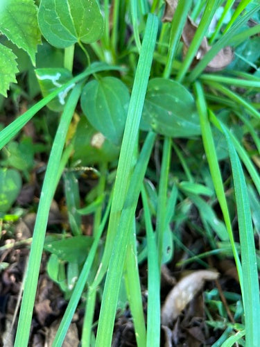 aglio cipollina — Bild 5