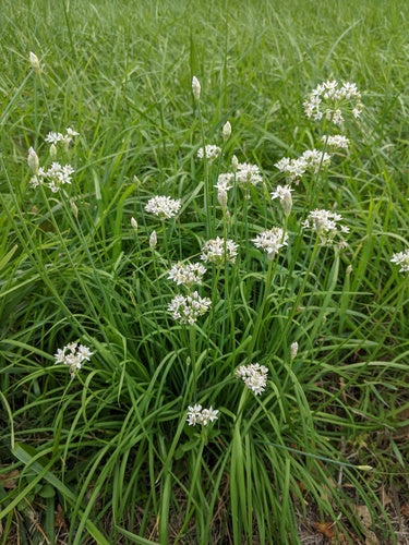 aglio cipollina — Bild 2