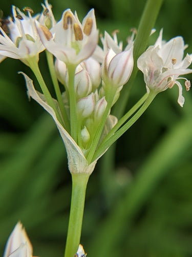 aglio cipollina — Bild 1