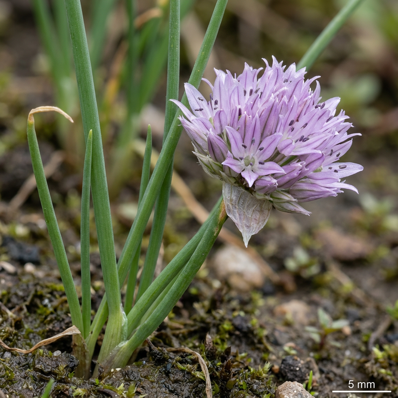erba cipollina