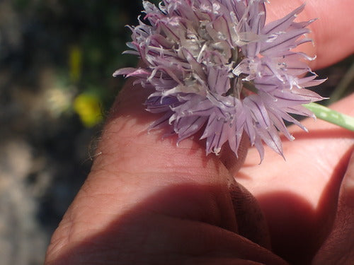 erba cipollina — Bild 5