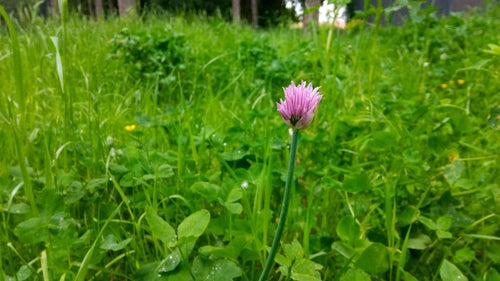 erba cipollina — Bild 4