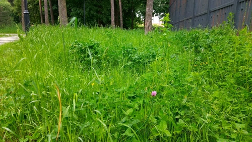 erba cipollina — Bild 3